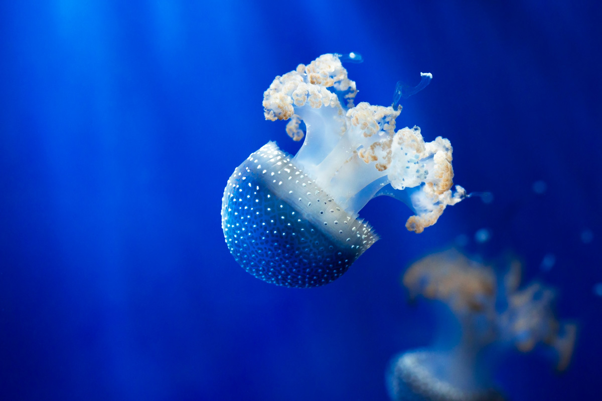 PHILEO SOINS INTEGRATIVE Bannière bas page 2